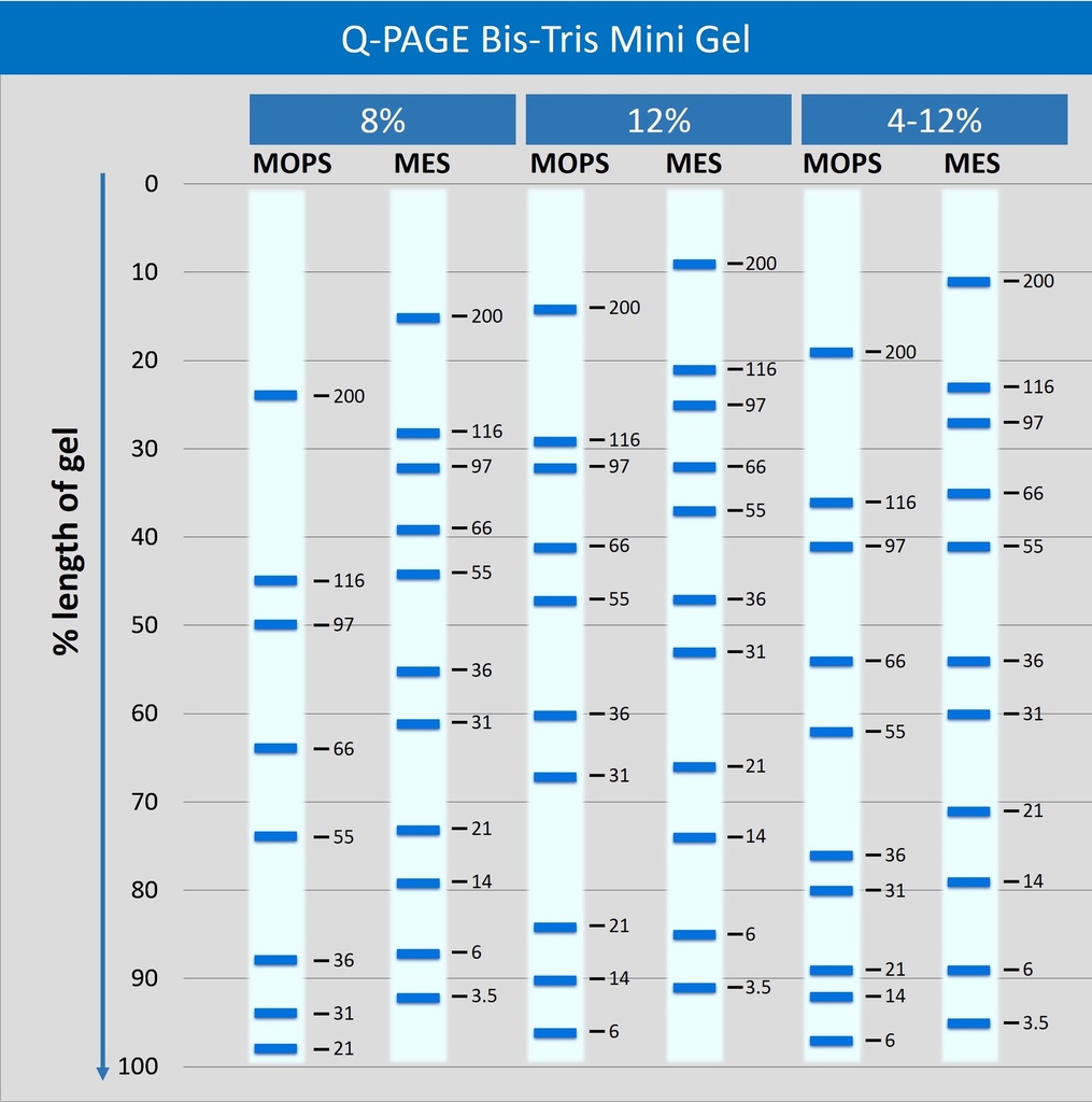[QP2310] Q-PAGE™ Bis-Tris Precast Gel (Mini, 12 wells, 12%), 10 gels