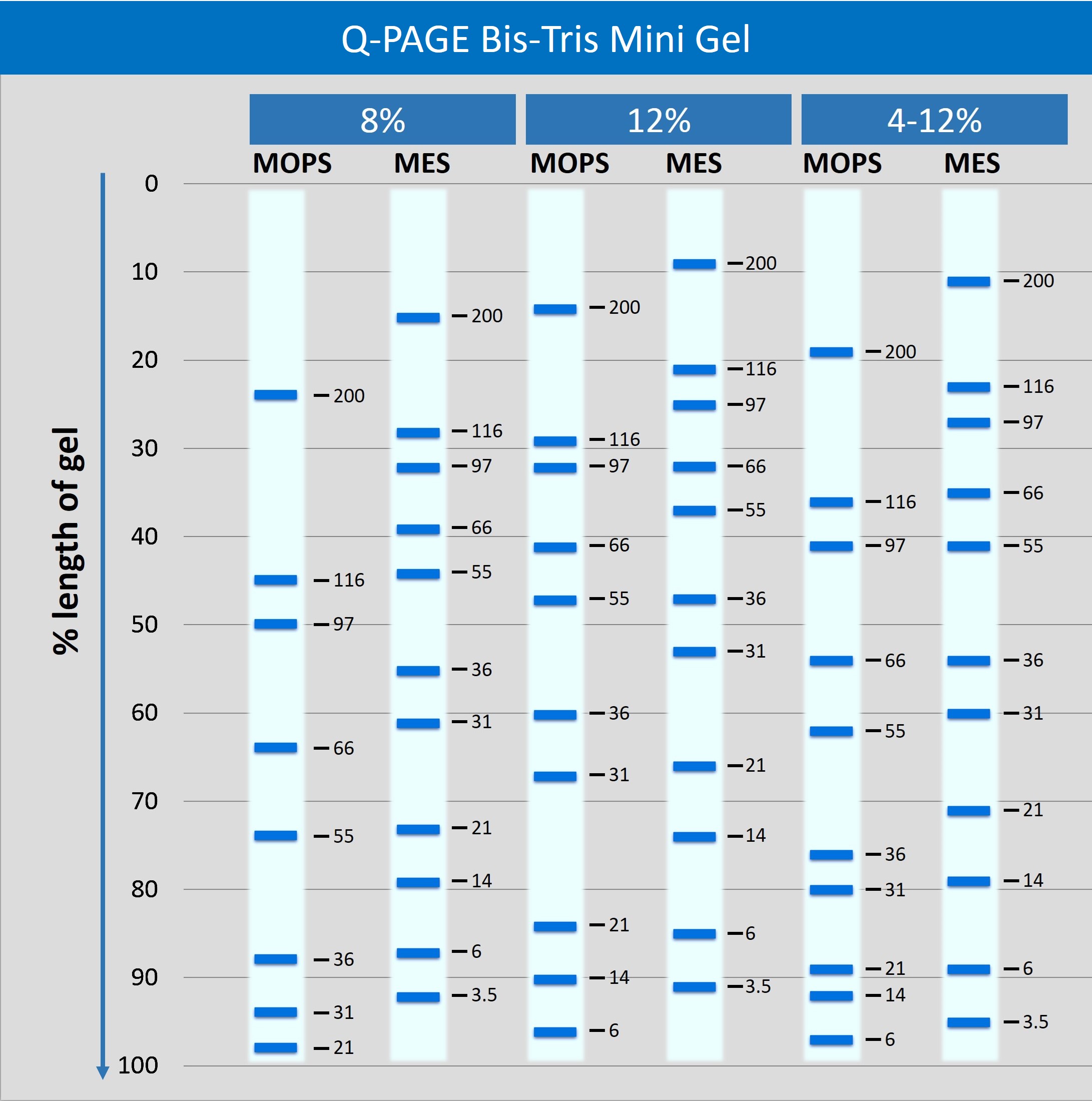 [QP2520] Q-PAGE™ Bis-Tris Precast Gel (Mini, 15 wells, 4-12%), 10 gels