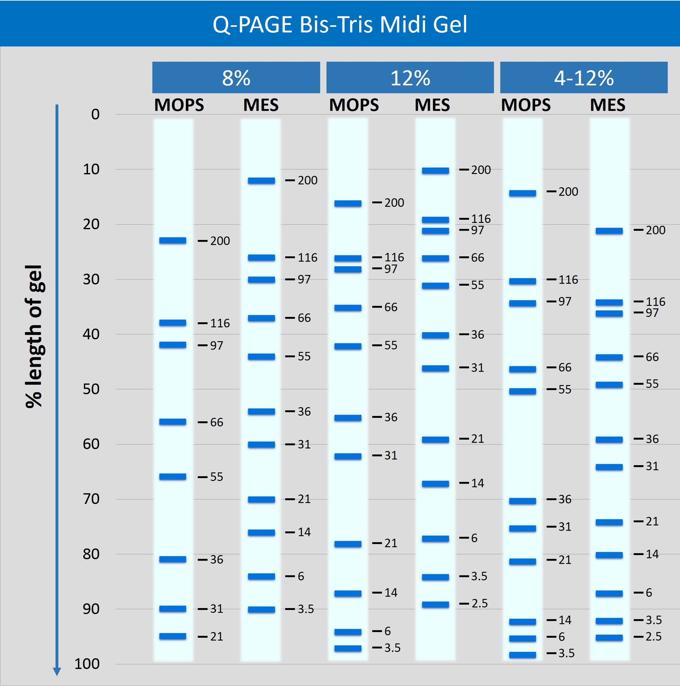 [QP3310] Q-PAGE™ Bis-Tris Precast Gel (Midi, 12 wells, 12%), 10 gels
