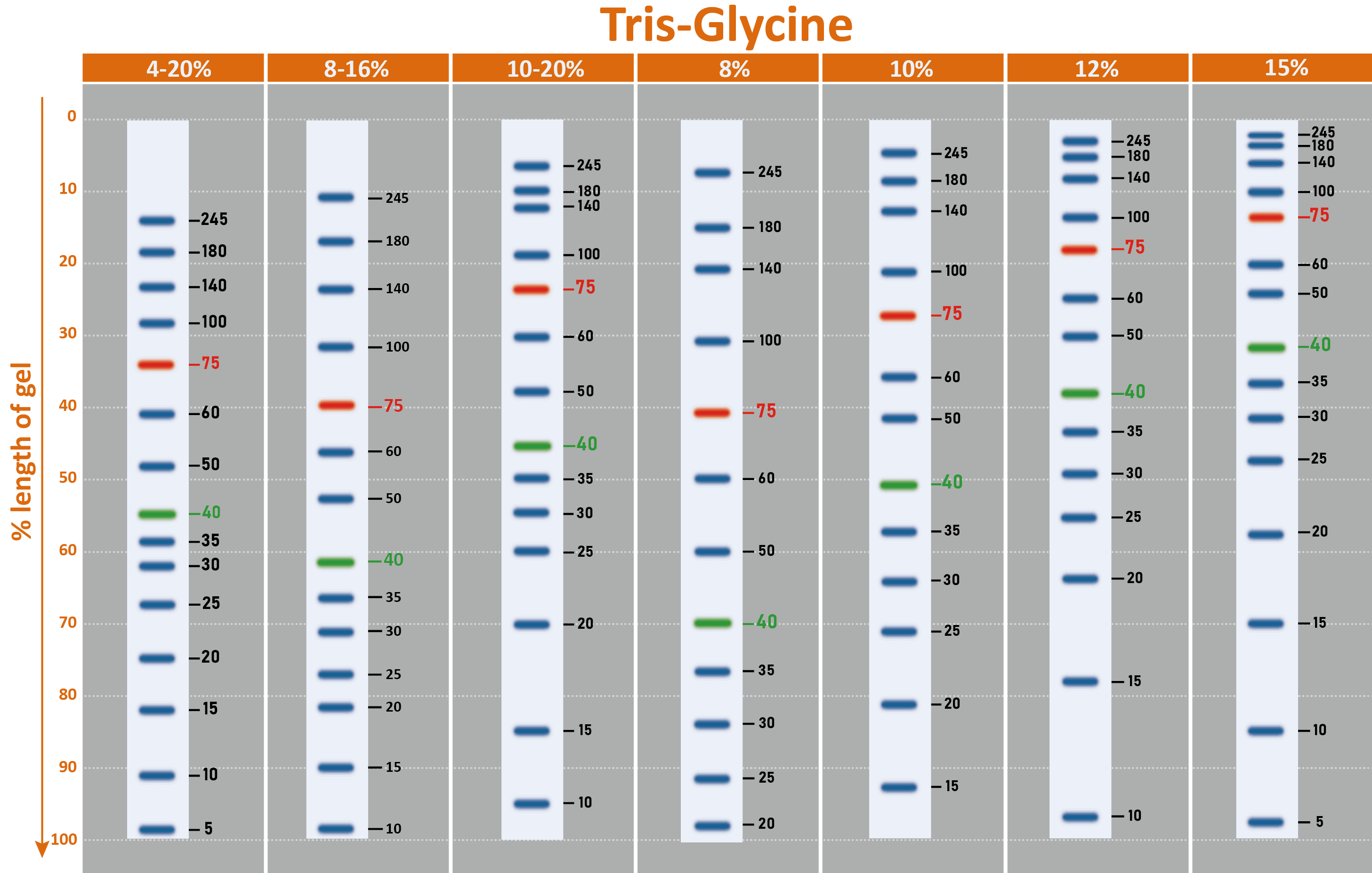 [PM5200] ExcelBand™ 3-color Pre-stained Protein Ladder, Broad Range (3.5-245 kDa), 250 μl x 2