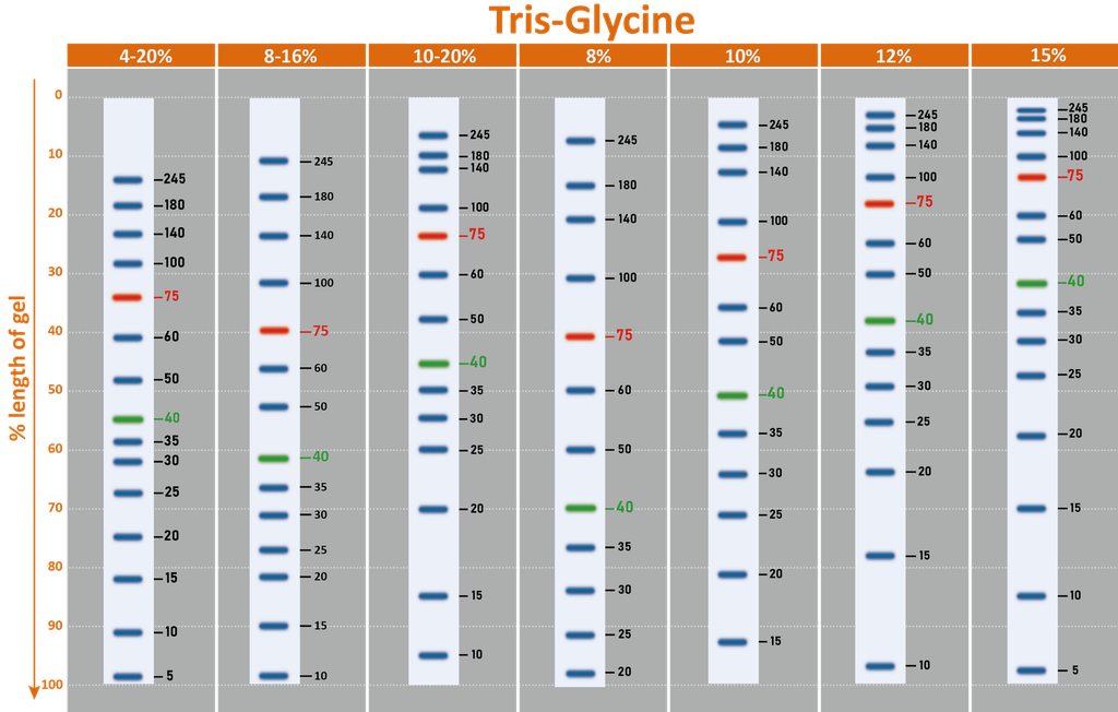 [PM5200] ExcelBand™ 3-color Pre-stained Protein Ladder, Broad Range (3.5-245 kDa), 250 μl x 2