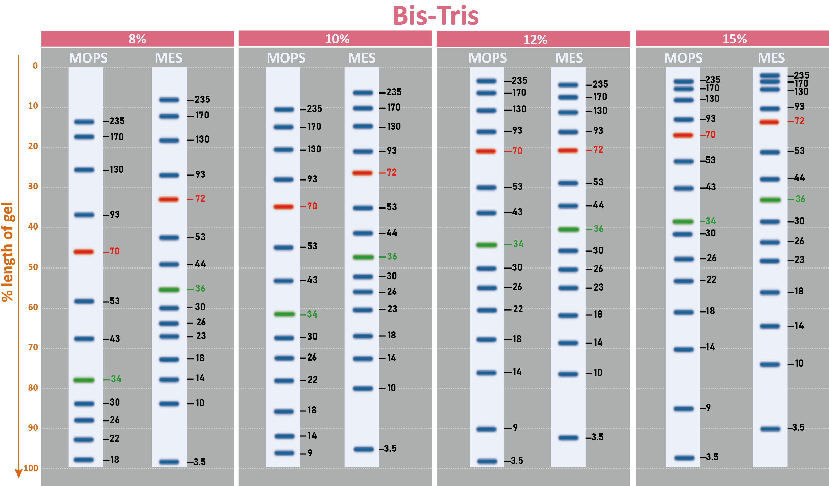 [PM5200] ExcelBand™ 3-color Pre-stained Protein Ladder, Broad Range (3.5-245 kDa), 250 μl x 2