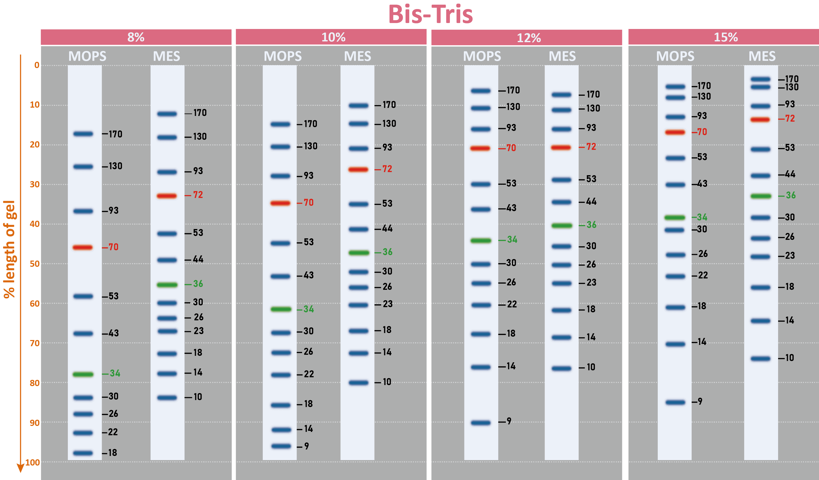 [PM5000] ExcelBand™ 3-color Pre-stained Protein Ladder, Regular Range (9-180 kDa), 250 μl x 2