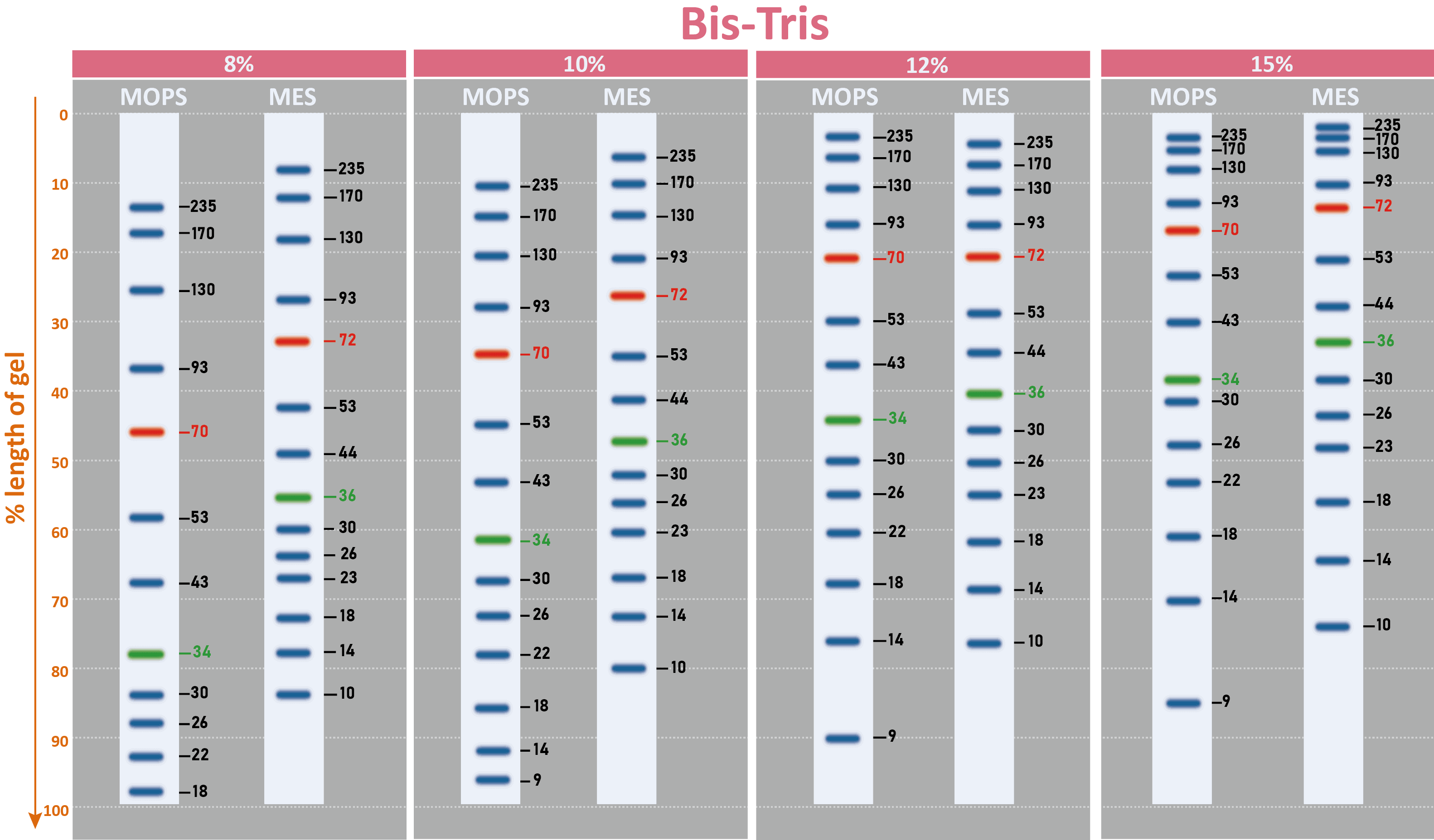 [PM5100] ExcelBand™ 3-color Pre-stained Protein Ladder, High Range (9-245 kDa), 250 μl x 2