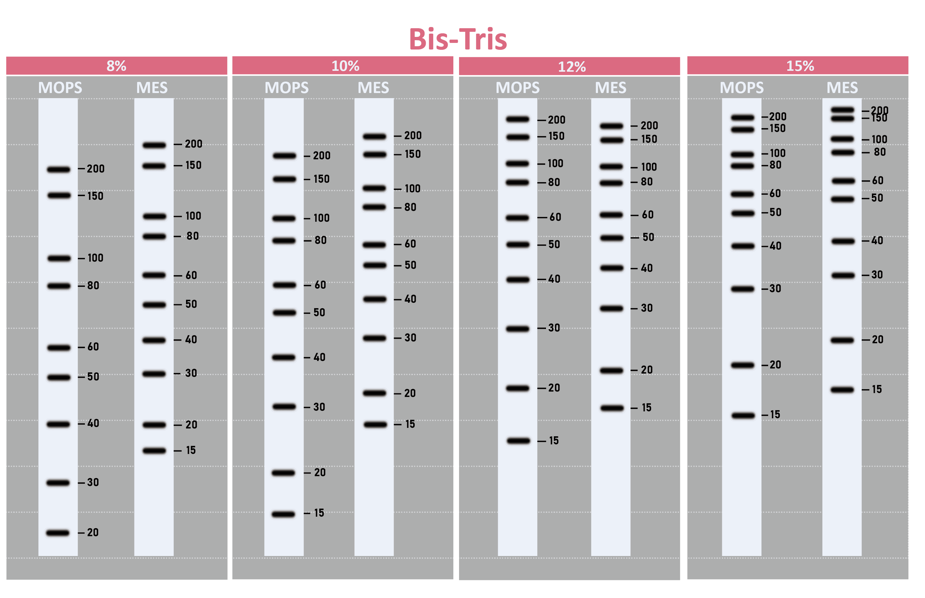 [WM1000] YesBlot™ Western Marker I, 250 μl