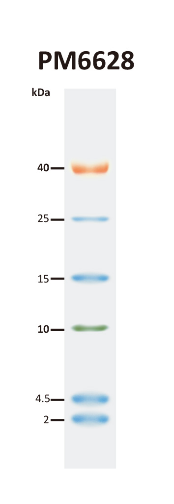 [PM6628] ProMetric™ TriColor Low Range Protein Ladder, 2 to 40 kDa, 250 μl
