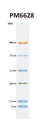 [PM6628] ProMetric™ TriColor Low Range Protein Ladder, 2 to 40 kDa, 250 μl