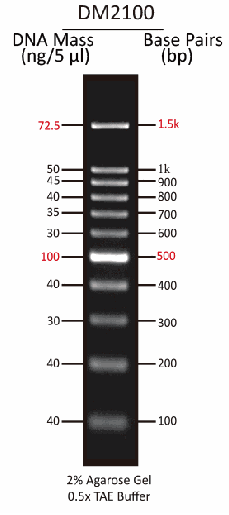 ExcelBand™ 100 bp DNA Ladder, 500 μl