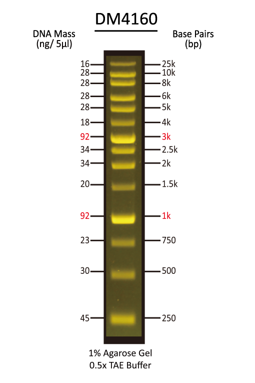 FluoroBand™ XL 25 kb Fluorescent DNA Ladder, Broad Range (up to 25 kb), 500 μl