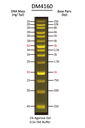 FluoroBand™ XL 25 kb Fluorescent DNA Ladder, Broad Range (up to 25 kb), 500 μl