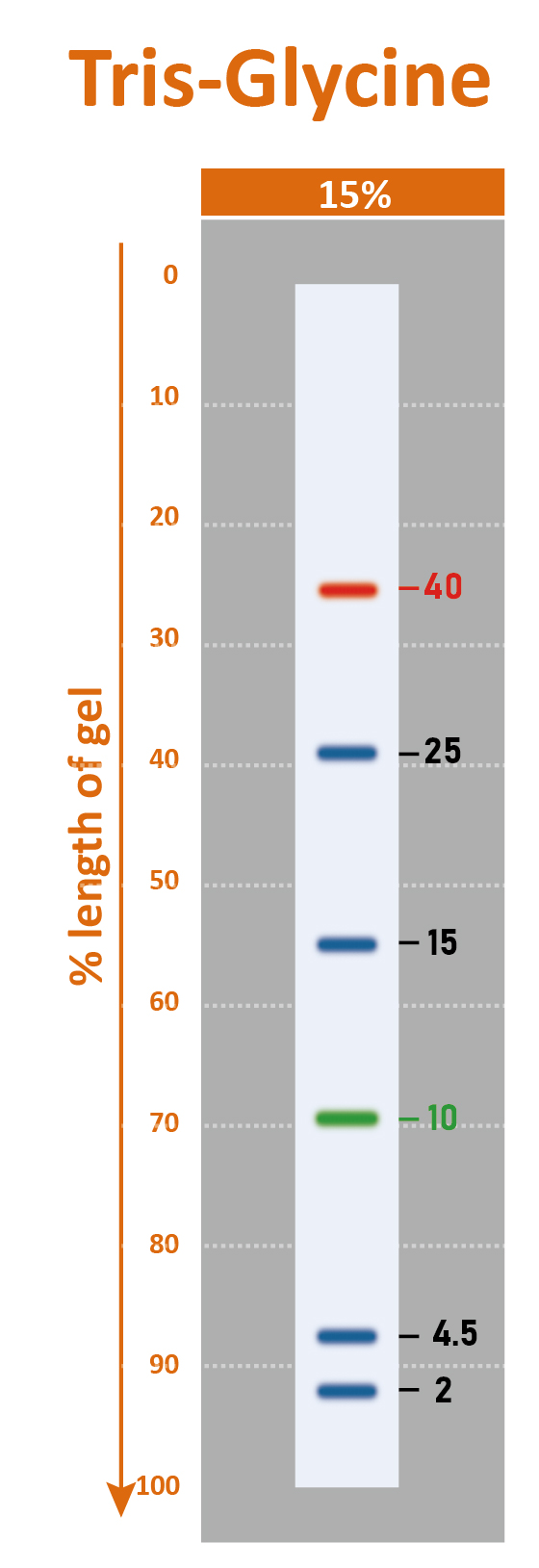 [PM6628] ProMetric™ TriColor Low Range Protein Ladder, 2 to 40 kDa, 250 μl