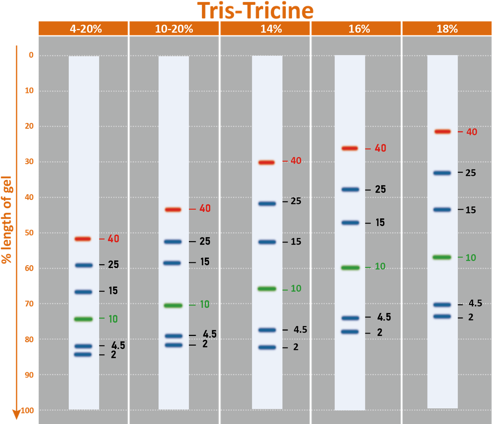 [PM6628] ProMetric™ TriColor Low Range Protein Ladder, 2 to 40 kDa, 250 μl