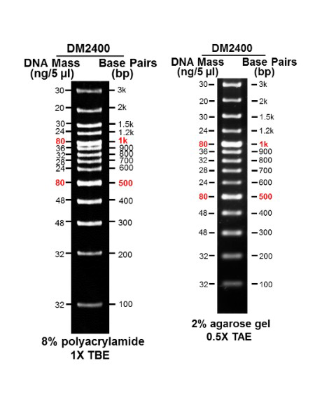 AccuBand™ 100 bp+3K DNA Ladder II, 500 ul