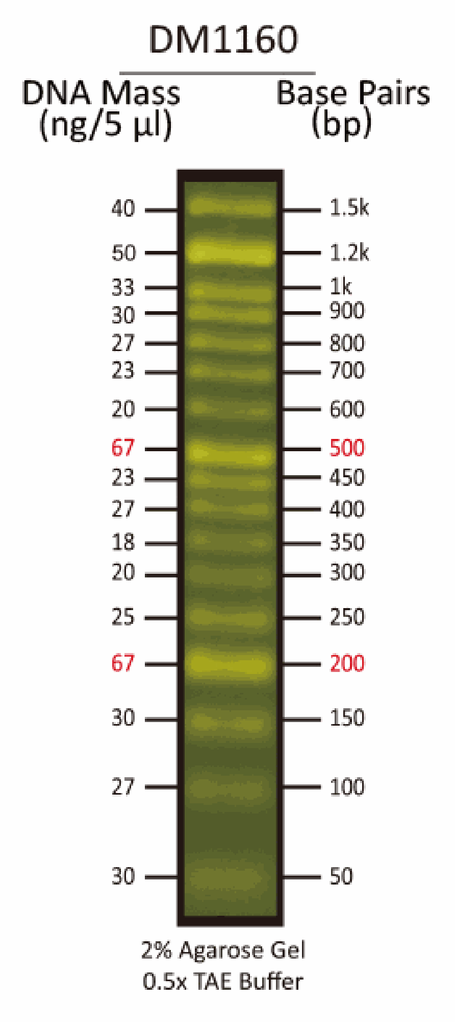 50 bp fluorescent dna ladder 500 ml