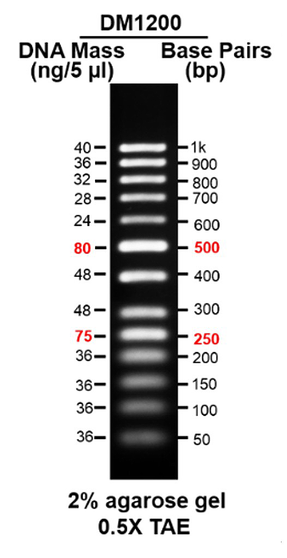 AccuBand™ 50 bp DNA Ladder II, 500 μl