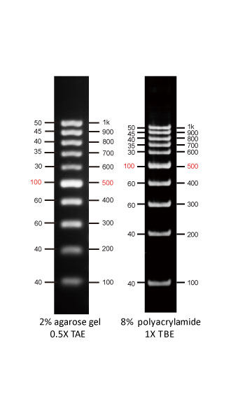 AccuBand™ 100 bp DNA Ladder II, 500 μl