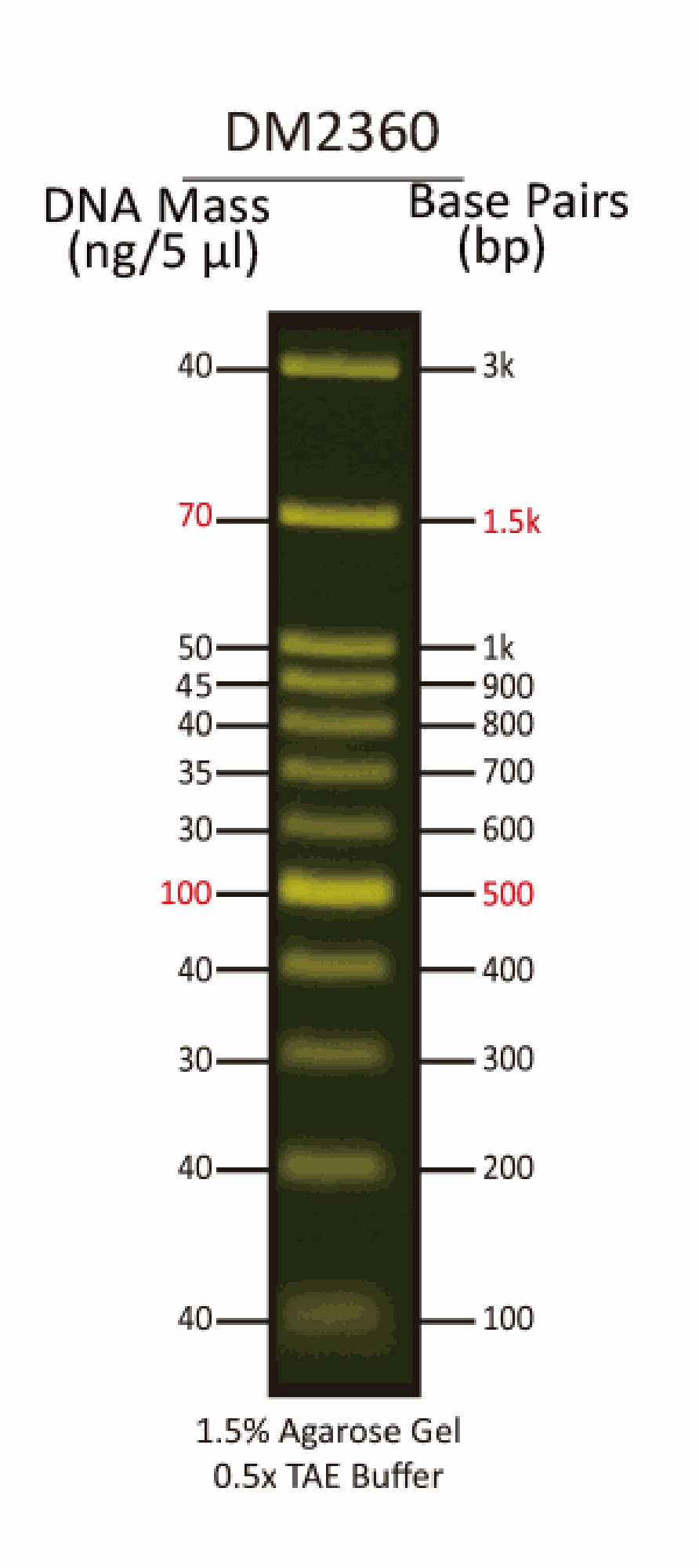 FluoroBand™ 100 bp+3K Fluorescent DNA Ladder, 500 μl