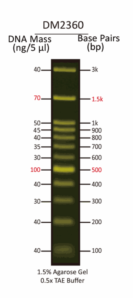 FluoroBand™ 100 bp+3K Fluorescent DNA Ladder, 500 μl