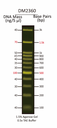 FluoroBand™ 100 bp+3K Fluorescent DNA Ladder, 500 μl