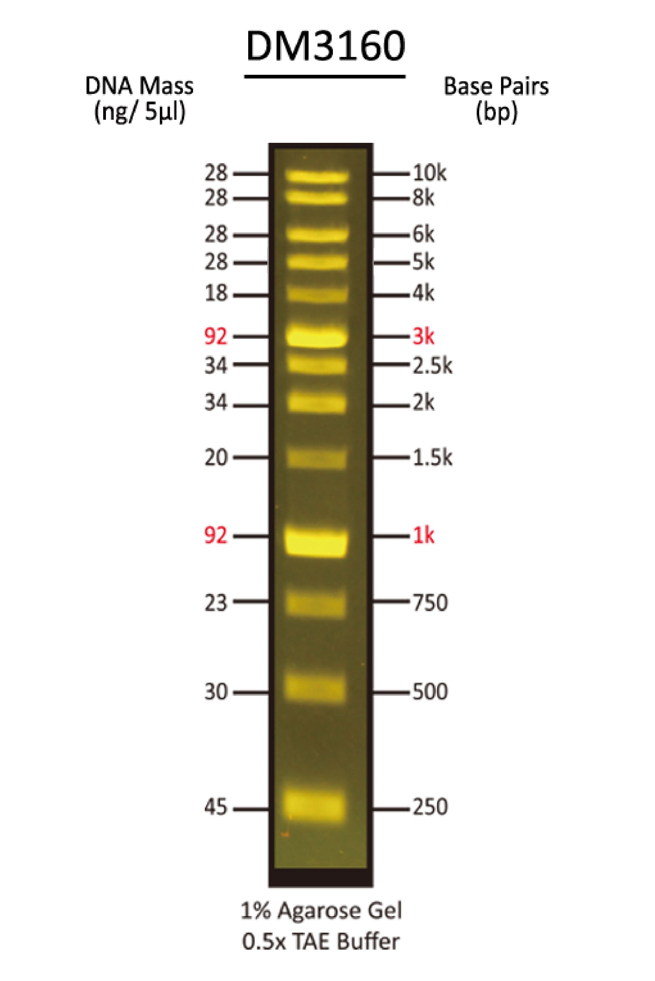 FluoroBand™ 1 KB (0.25-10 kb) Fluorescent DNA Ladder, 500 μl