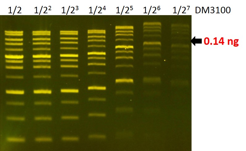 FluoroDye™ DNA Fluorescent Loading Dye (Green, 6X), 1 ml