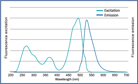 FluoroStain™ DNA Fluorescent Staining Dye (Green, 10,000X), 500 μl