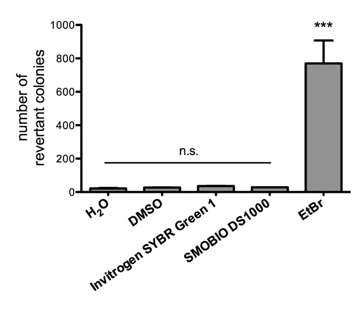 FluoroStain™ DNA Fluorescent Staining Dye (Green, 10,000X), 500 μl