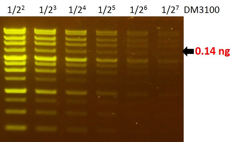 FluoroVue™ Nucleic Acid Gel Stain (10,000X), 500 μl