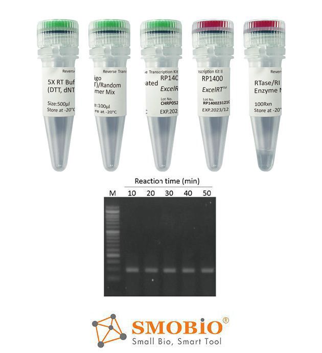 [RP1400] [RP1400] ExcelRT™ Reverse Transcription Kit II, 100 RXN