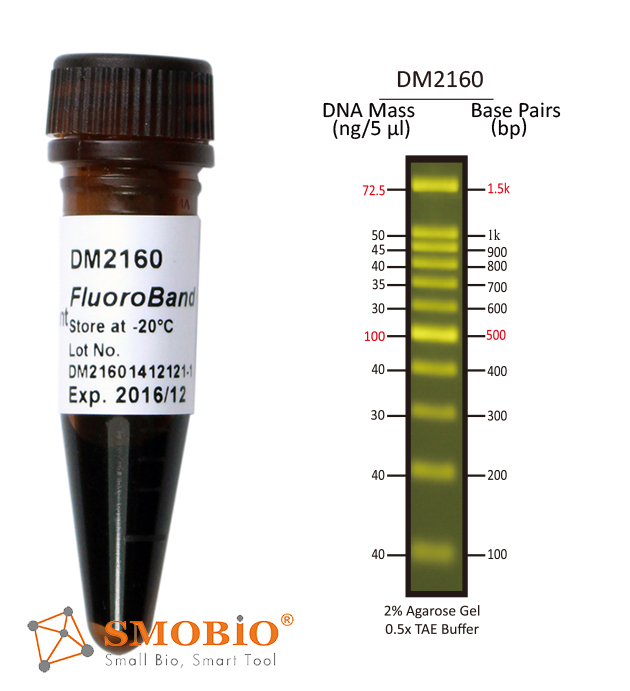 [DM2160] [DM2160] FluoroBand™ 100 bp Fluorescent DNA Ladder, 500 μl