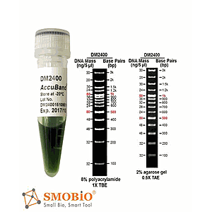 dna ladders