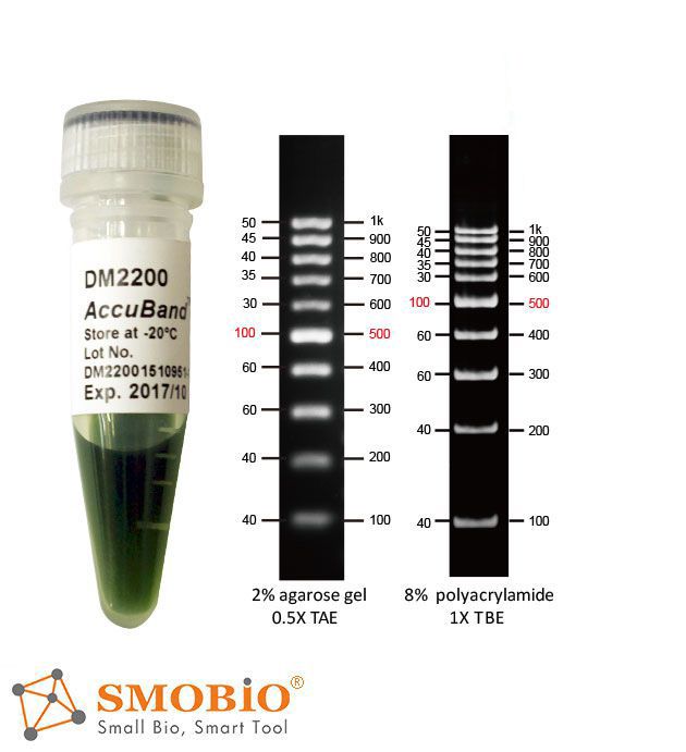 [DM2200] AccuBand™ 100 bp DNA Ladder II, 500 μl
