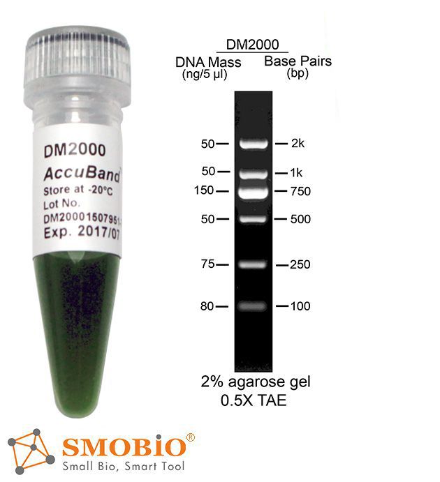 [DM2000] AccuBand™ 100 bp DNA Marker II, 500 μl