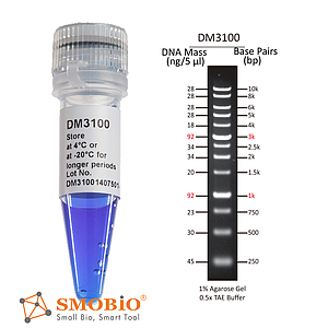 dna ladders