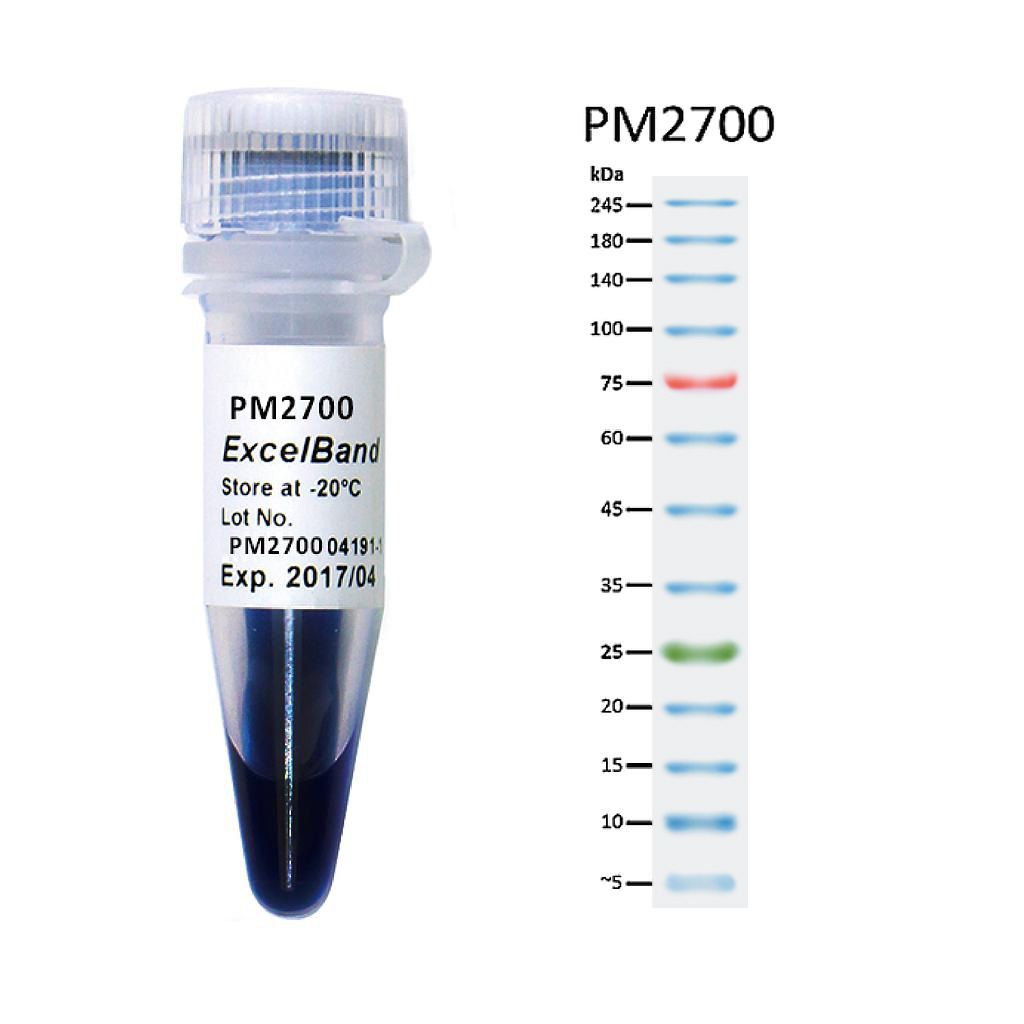 [PM2700] ExcelBand™ 3-color Broad Range Protein Marker (3.5-245 kDa), 250 μl x 2