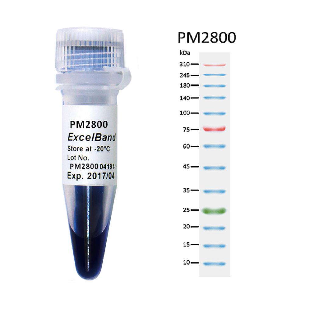 [PM2800] ExcelBand™ 3-color Extra Range Protein Marker (10-310 kDa), 250 μl x 2