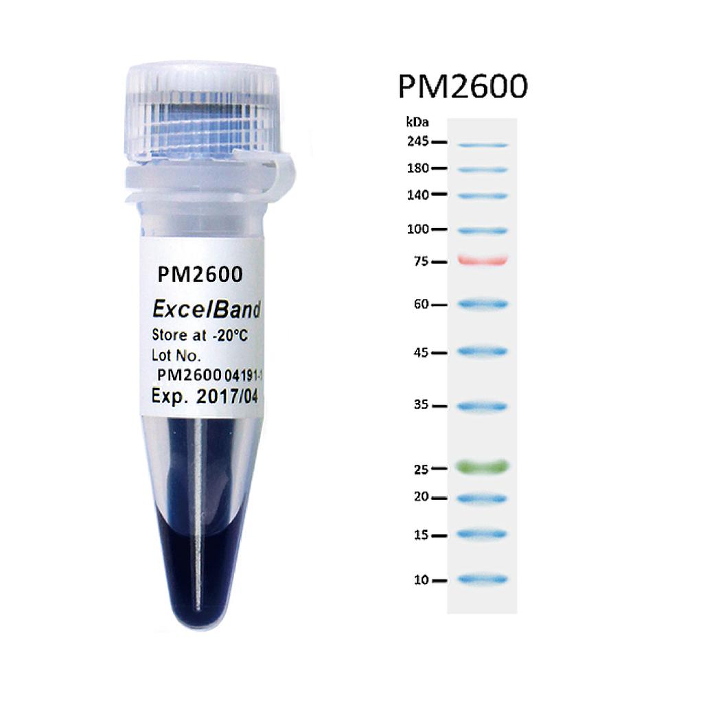 [PM2600] ExcelBand™ 3-color High Range Protein Marker (9-245 kDa), 250 μl x 2