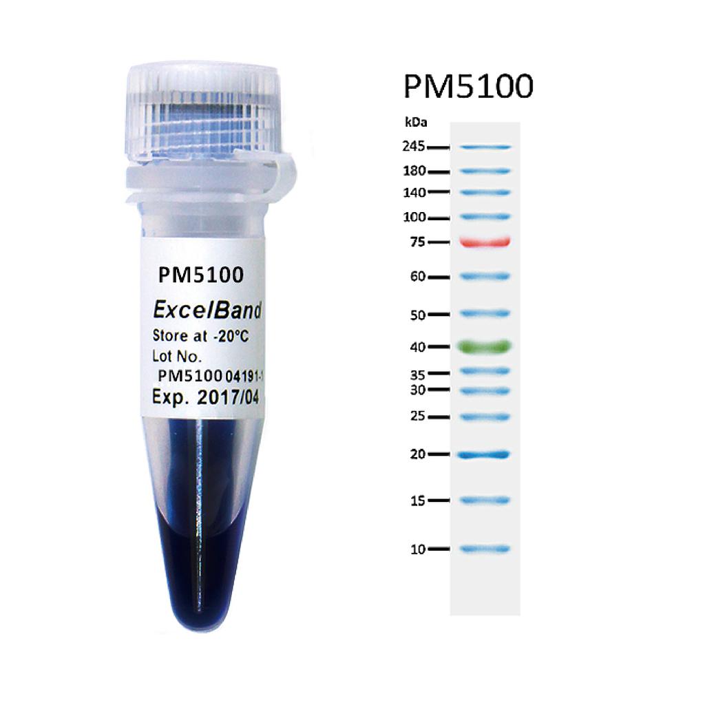 [PM5100] ExcelBand™ 3-color Pre-Stained Protein Ladder, High Range (9-245 kDa), 250 μl x 2