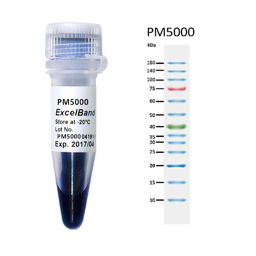 [PM5000] ExcelBand™ 3-color Pre-Stained Protein Ladder, Regular Range (9-180 kDa), 250 μl x 2
