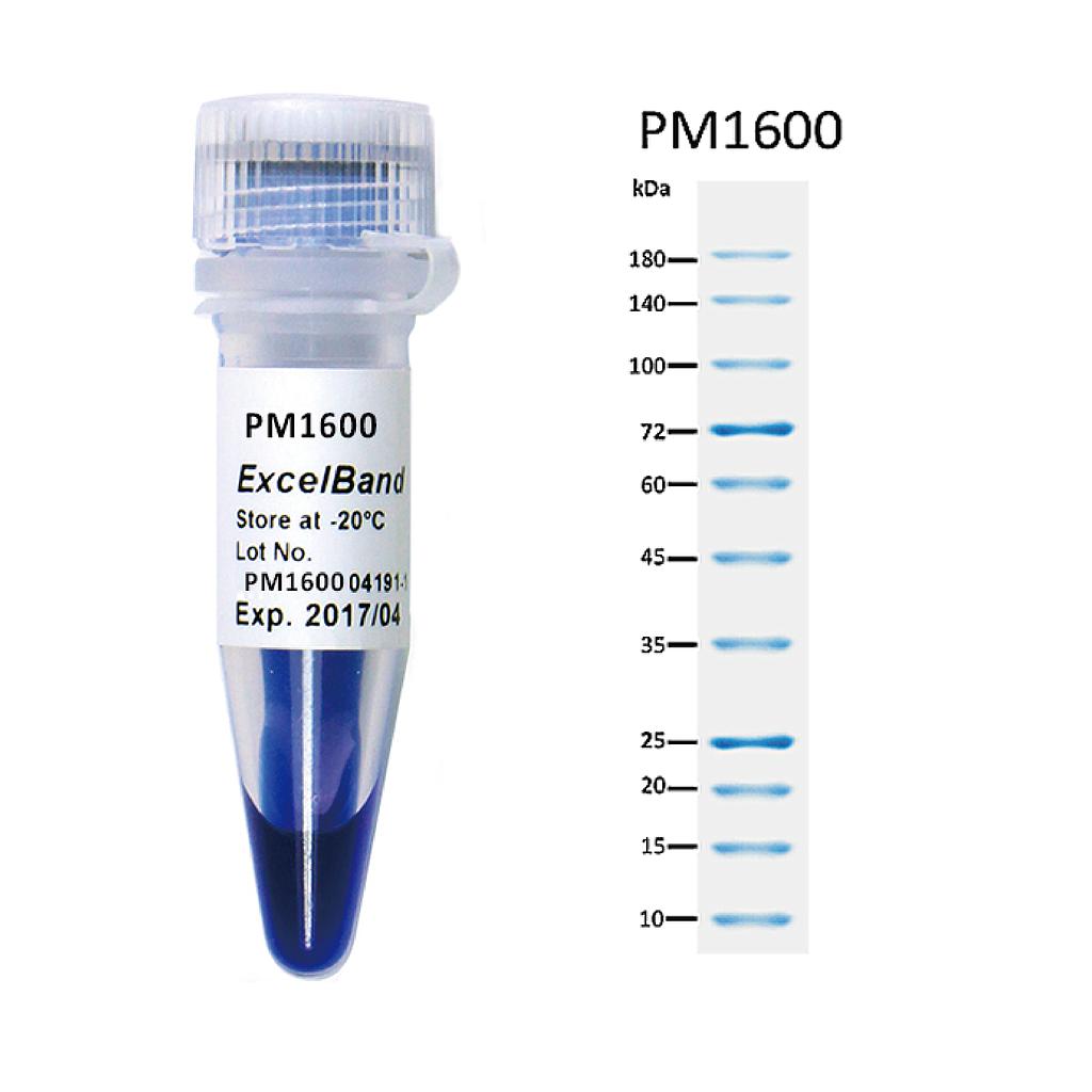 [PM1600] ExcelBand™ All Blue Regular Range Plus Protein Marker (9-180 kDa), 250 μl x 2