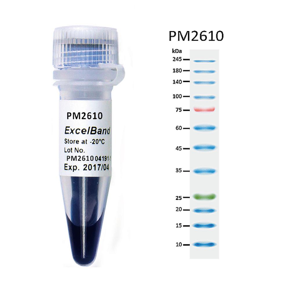 [PM2610] ExcelBand™ Enhanced 3-color High Range Protein Marker (9-245 kDa), 250 μl x 2
