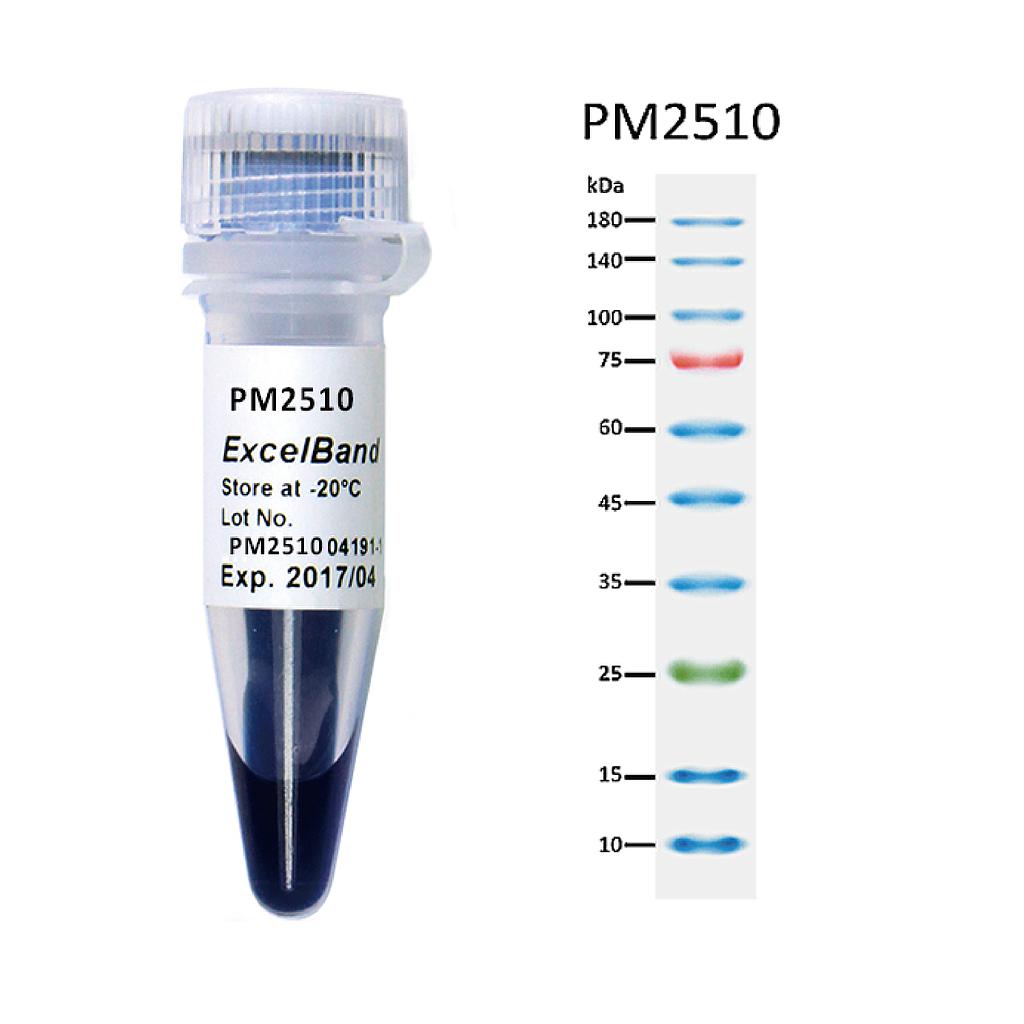 [PM2510] ExcelBand™ Enhanced 3-color Regular Range Protein Marker (9-180 kDa), 250 μl x 2