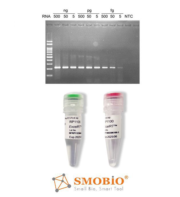 [RP1100] ExcelRT™ One-Step RT-PCR Kit, 50 RXN
