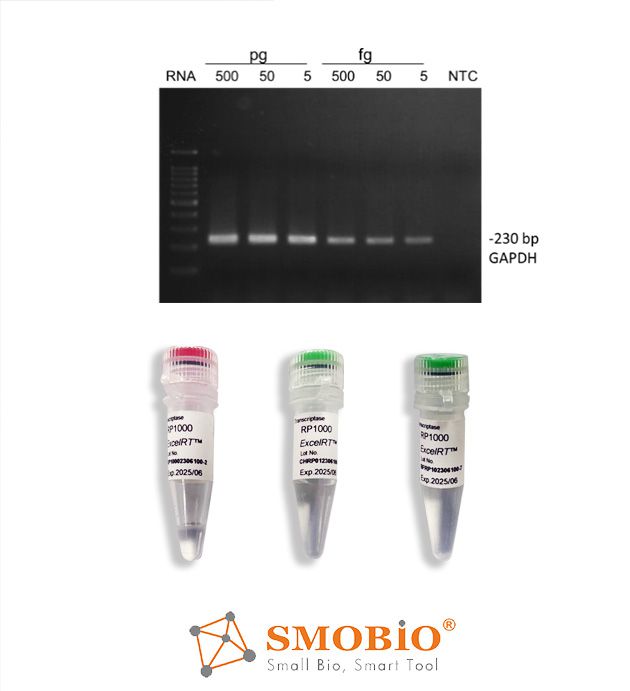 [RP1000] ExcelRT™ Reverse Transcriptase, 200 U/μl, 20000 U