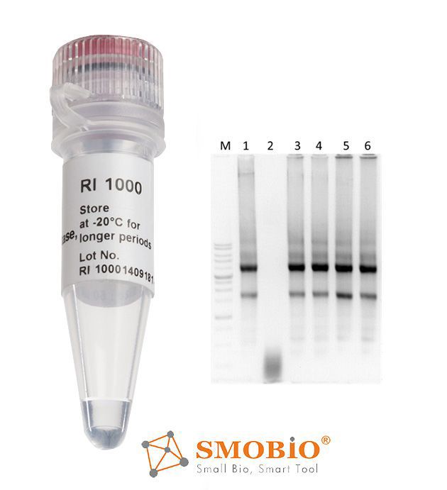 [RI1000] RNAok™ RNase Inhibitor, (20 U/μl, 2000 U)