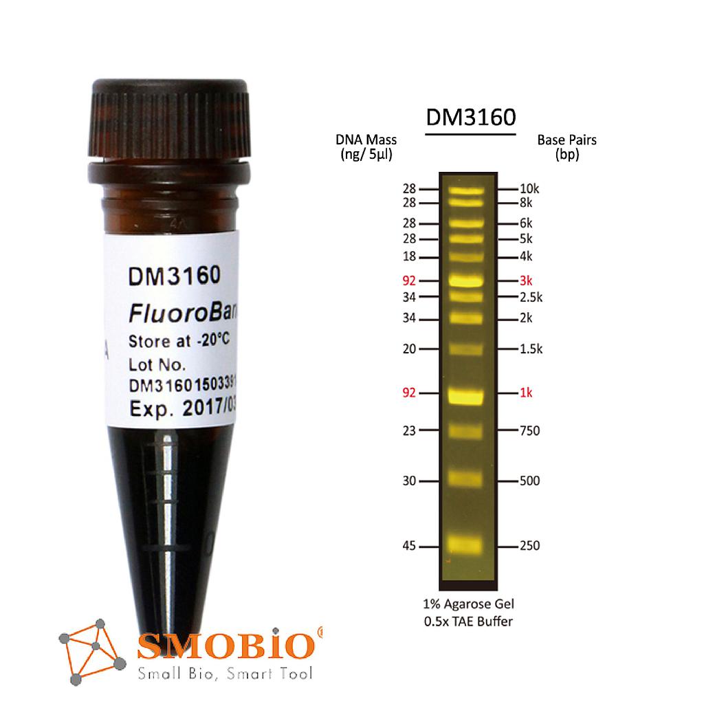 [DM3160] FluoroBand™ 1 KB (0.25-10 kb) Fluorescent DNA Ladder, 500 μl