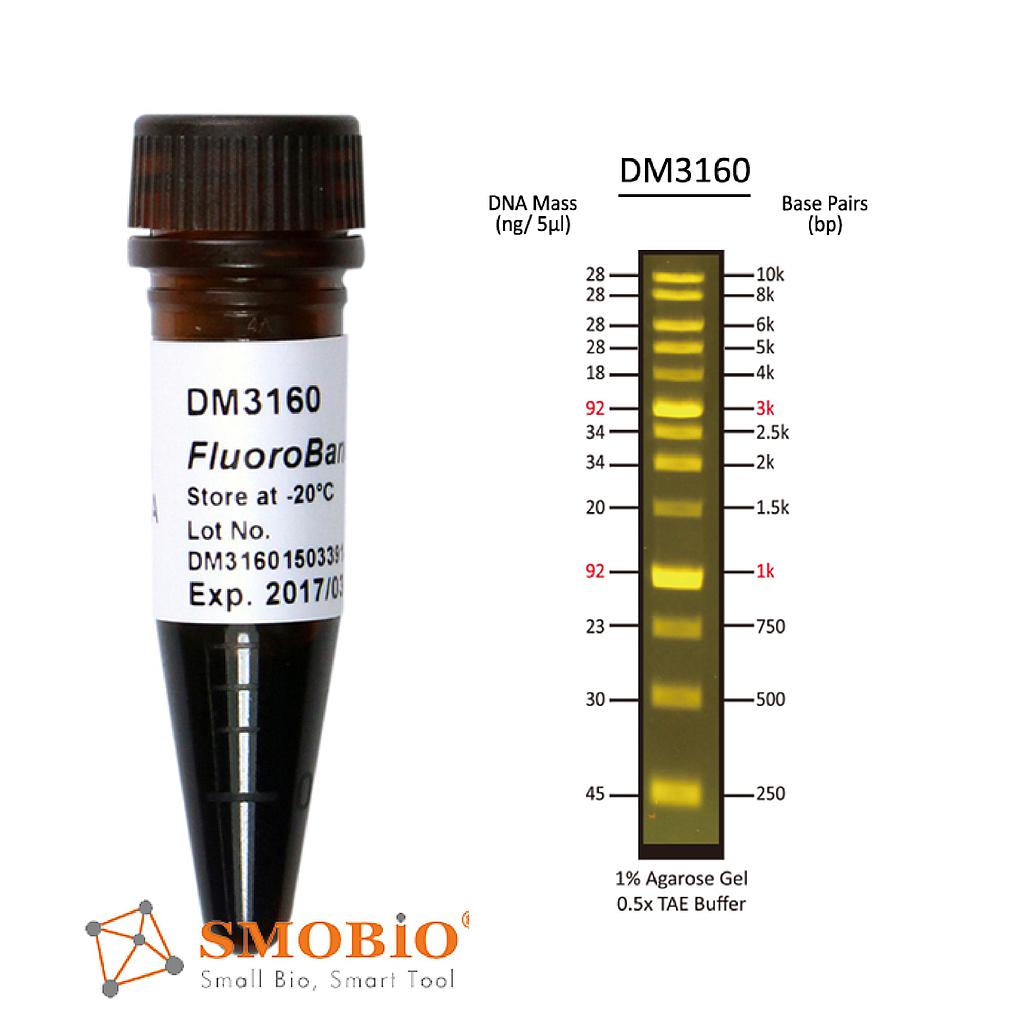 [DM3160] FluoroBand™ 1 KB (0.25-10 kb) Fluorescent DNA Ladder, 500 μl