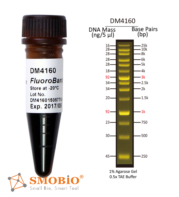[DM4160] FluoroBand™ XL 25 kb Fluorescent DNA Ladder, Broad Range (up to 25 kb), 500 μl