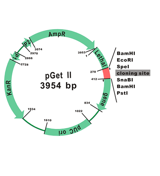 [CV1100] GetClone™ PCR Cloning Vector II, 20 RXN