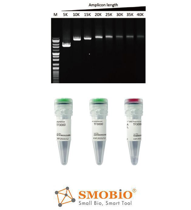 [TF3000] G-HiFi™ DNA Polymerase, 1 U/μl, 100 U